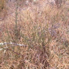 Discaria pubescens (Australian Anchor Plant) at Polo Flat, NSW - 1 Aug 2017 by GeoffRobertson