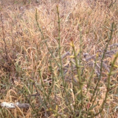 Discaria pubescens at Polo Flat, NSW - 1 Aug 2017 10:04 AM