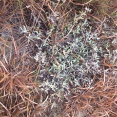 Chrysocephalum apiculatum (Common Everlasting) at Cooma Grasslands Reserves - 1 Aug 2017 by GeoffRobertson