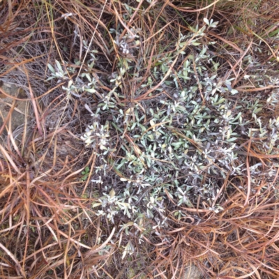 Chrysocephalum apiculatum (Common Everlasting) at Polo Flat, NSW - 1 Aug 2017 by GeoffRobertson