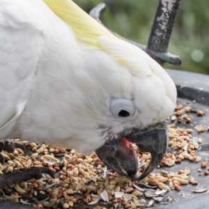 Cacatua galerita at Higgins, ACT - 1 Aug 2017