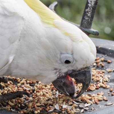 Cacatua galerita (Sulphur-crested Cockatoo) at Higgins, ACT - 31 Jul 2017 by Alison Milton