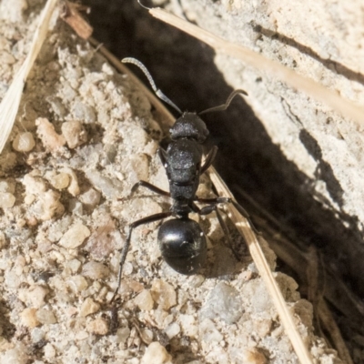 Polyrhachis sp. (genus) (A spiny ant) at Higgins, ACT - 1 Aug 2017 by Alison Milton