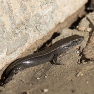 Lampropholis delicata at Higgins, ACT - 1 Aug 2017 01:05 PM