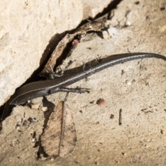 Lampropholis delicata at Higgins, ACT - 1 Aug 2017 01:05 PM