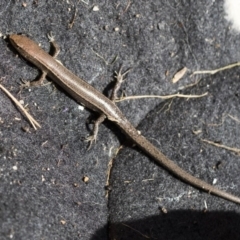 Lampropholis delicata at Higgins, ACT - 1 Aug 2017 01:05 PM