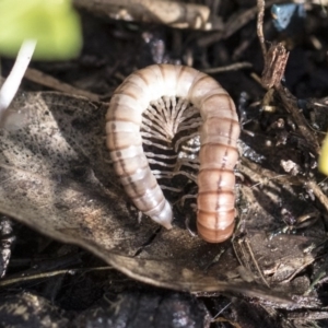 Australiosomatinae sp. (subfamily) at Higgins, ACT - 1 Aug 2017