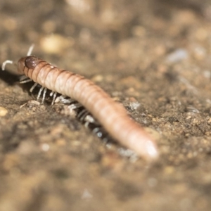 Australiosomatinae sp. (subfamily) at Higgins, ACT - 1 Aug 2017