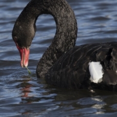 Cygnus atratus (Black Swan) at Amaroo, ACT - 28 Jul 2017 by AlisonMilton