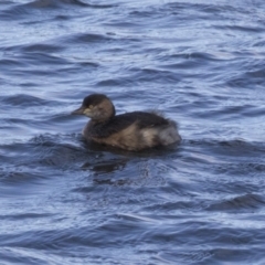 Tachybaptus novaehollandiae (Australasian Grebe) at Amaroo, ACT - 28 Jul 2017 by Alison Milton