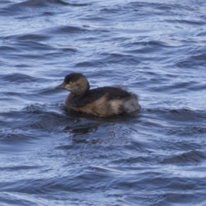 Tachybaptus novaehollandiae at Amaroo, ACT - 28 Jul 2017