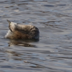 Tachybaptus novaehollandiae at Amaroo, ACT - 28 Jul 2017