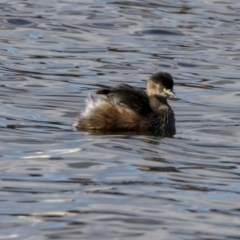 Tachybaptus novaehollandiae at Amaroo, ACT - 28 Jul 2017