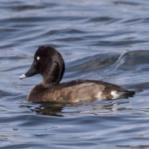 Aythya australis at Amaroo, ACT - 28 Jul 2017