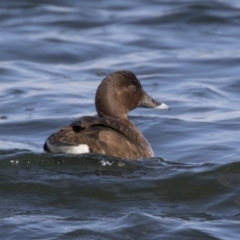 Aythya australis at Amaroo, ACT - 28 Jul 2017