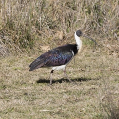 Threskiornis spinicollis (Straw-necked Ibis) at Amaroo, ACT - 28 Jul 2017 by AlisonMilton