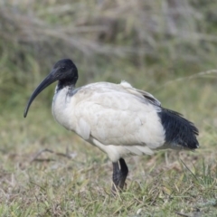 Threskiornis molucca (Australian White Ibis) at Amaroo, ACT - 28 Jul 2017 by Alison Milton