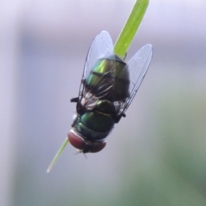 Chrysomya sp. (genus) at Conder, ACT - 14 Feb 2016 09:06 AM