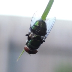 Chrysomya sp. (genus) at Conder, ACT - 14 Feb 2016