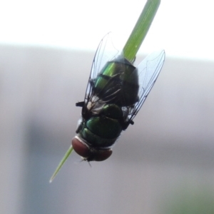 Chrysomya sp. (genus) at Conder, ACT - 14 Feb 2016 09:06 AM