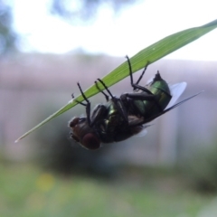 Chrysomya sp. (genus) at Conder, ACT - 14 Feb 2016 09:06 AM