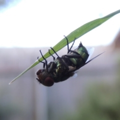 Chrysomya sp. (genus) at Conder, ACT - 14 Feb 2016 09:06 AM