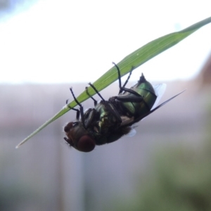 Chrysomya sp. (genus) at Conder, ACT - 14 Feb 2016 09:06 AM