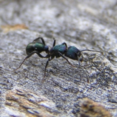 Rhytidoponera metallica at Kambah, ACT - 30 Jul 2017 12:52 PM