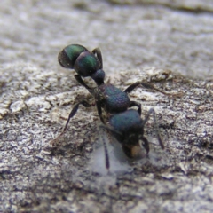 Rhytidoponera metallica at Kambah, ACT - 30 Jul 2017 12:52 PM