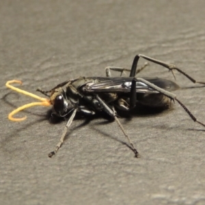 Fabriogenia sp. (genus) at Conder, ACT - 14 Jan 2016