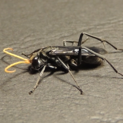 Fabriogenia sp. (genus) (Spider wasp) at Conder, ACT - 14 Jan 2016 by MichaelBedingfield