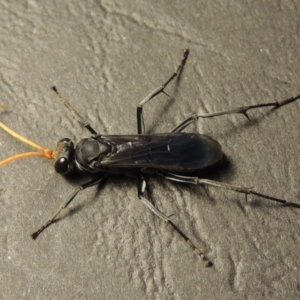 Fabriogenia sp. (genus) at Conder, ACT - 14 Jan 2016 10:25 PM