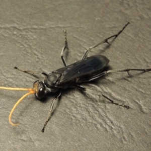 Fabriogenia sp. (genus) at Conder, ACT - 14 Jan 2016 10:25 PM