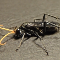 Fabriogenia sp. (genus) at Conder, ACT - 14 Jan 2016 10:25 PM