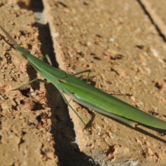 Acrida conica (Giant green slantface) at Conder, ACT - 2 Feb 2016 by MichaelBedingfield