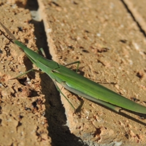 Acrida conica at Conder, ACT - 2 Feb 2016