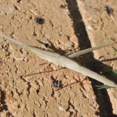 Acrida conica (Giant green slantface) at Conder, ACT - 2 Feb 2016 by michaelb