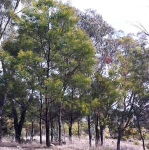 Acacia decurrens at Garran, ACT - 24 Jul 2017