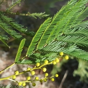 Acacia decurrens at Jerrabomberra, ACT - 2 Aug 2017