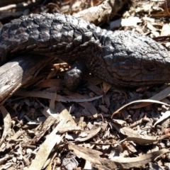 Tiliqua rugosa (Shingleback Lizard) at Hackett, ACT - 2 Aug 2017 by WalterEgo