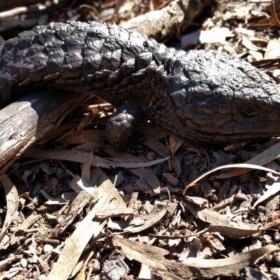 Tiliqua rugosa (Shingleback Lizard) at Mount Ainslie - 2 Aug 2017 by WalterEgo