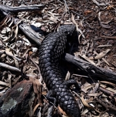 Tiliqua rugosa at Hackett, ACT - 2 Aug 2017