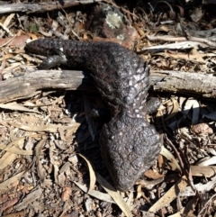 Tiliqua rugosa at Hackett, ACT - 2 Aug 2017