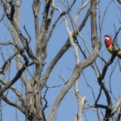 Platycercus eximius (Eastern Rosella) at The Pinnacle - 2 Aug 2017 by AlisonMilton