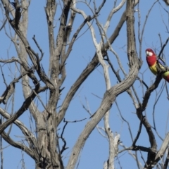 Platycercus eximius (Eastern Rosella) at Hawker, ACT - 1 Aug 2017 by Alison Milton