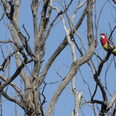 Platycercus eximius (Eastern Rosella) at The Pinnacle - 2 Aug 2017 by AlisonMilton
