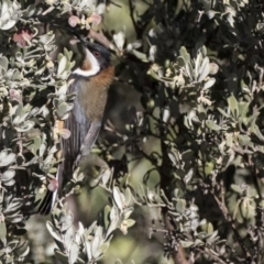 Acanthorhynchus tenuirostris (Eastern Spinebill) at The Pinnacle - 2 Aug 2017 by AlisonMilton