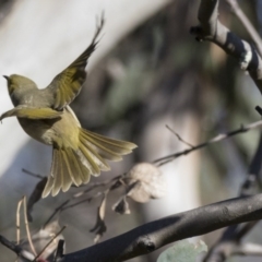Ptilotula penicillata (White-plumed Honeyeater) at Hawker, ACT - 1 Aug 2017 by Alison Milton