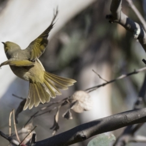 Ptilotula penicillata at Hawker, ACT - 2 Aug 2017 09:17 AM