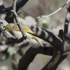 Ptilotula penicillata at Hawker, ACT - 2 Aug 2017 09:17 AM